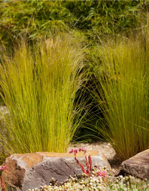 Stipa tenuissima 'Ponytails'