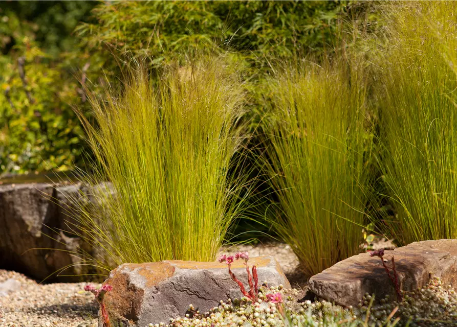 Stipa tenuissima 'Ponytails'