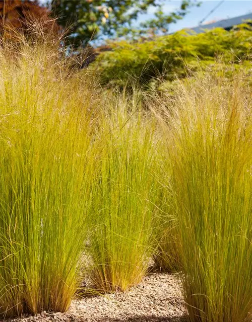 Stipa tenuissima 'Ponytails'