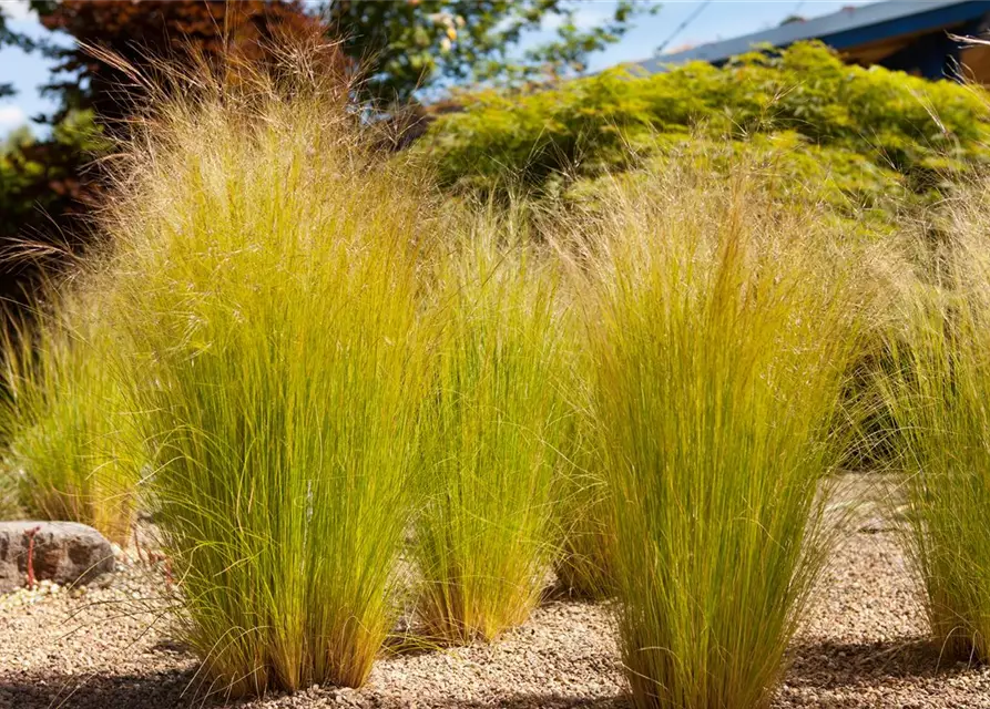 Stipa tenuissima 'Ponytails'