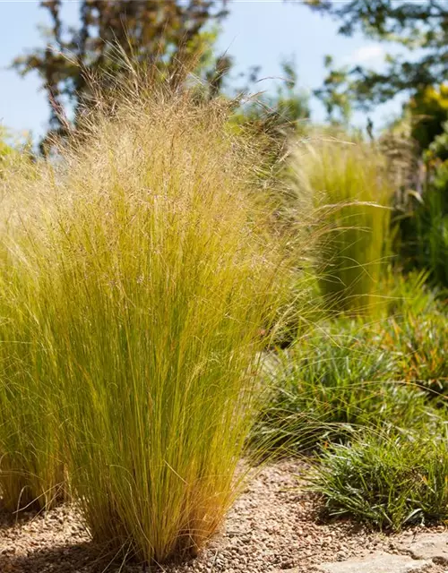 Stipa tenuissima 'Ponytails'