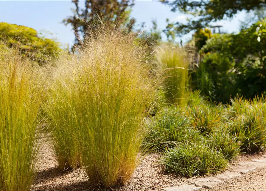 Stipa tenuissima 'Ponytails'