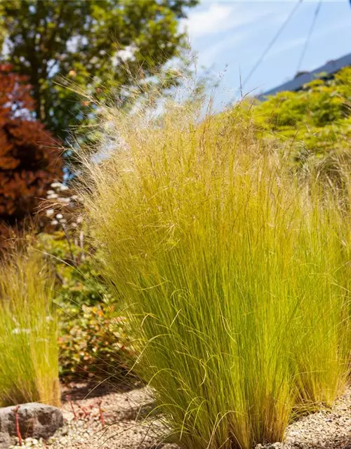 Stipa tenuissima 'Ponytails'