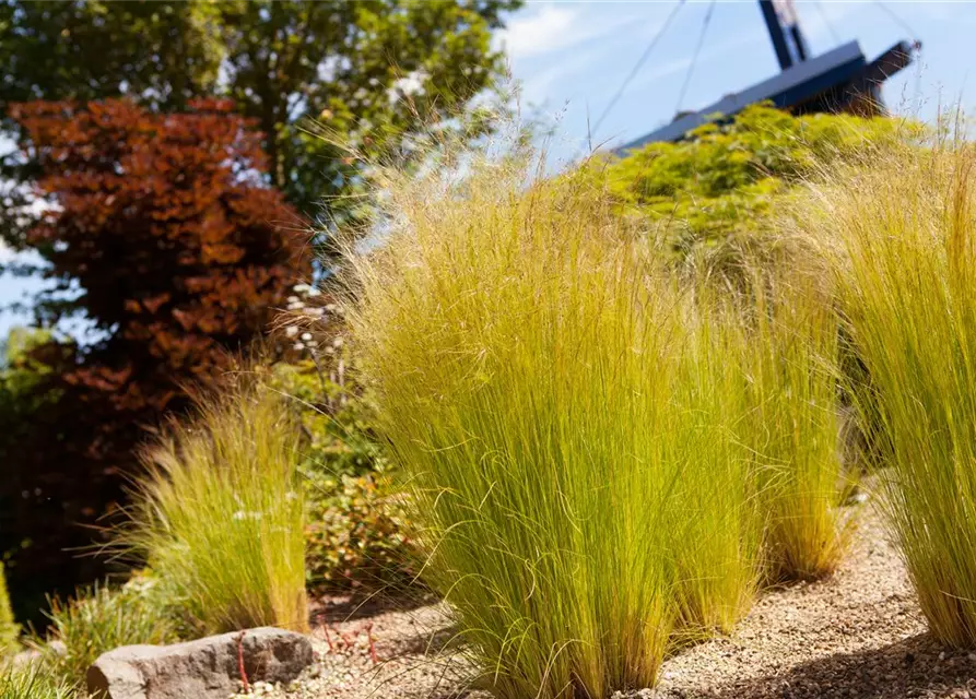 Stipa tenuissima 'Ponytails'