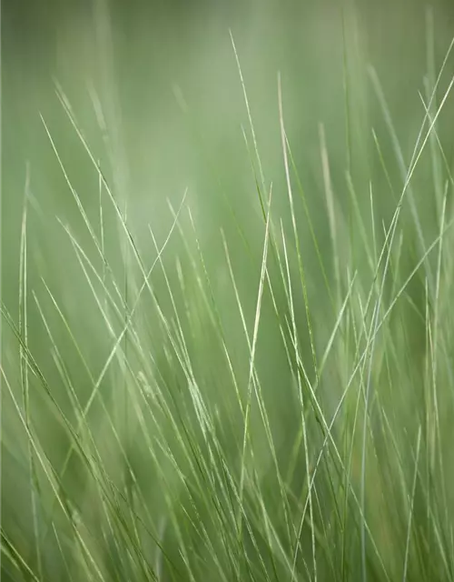 Stipa tenuissima 'Ponytails'