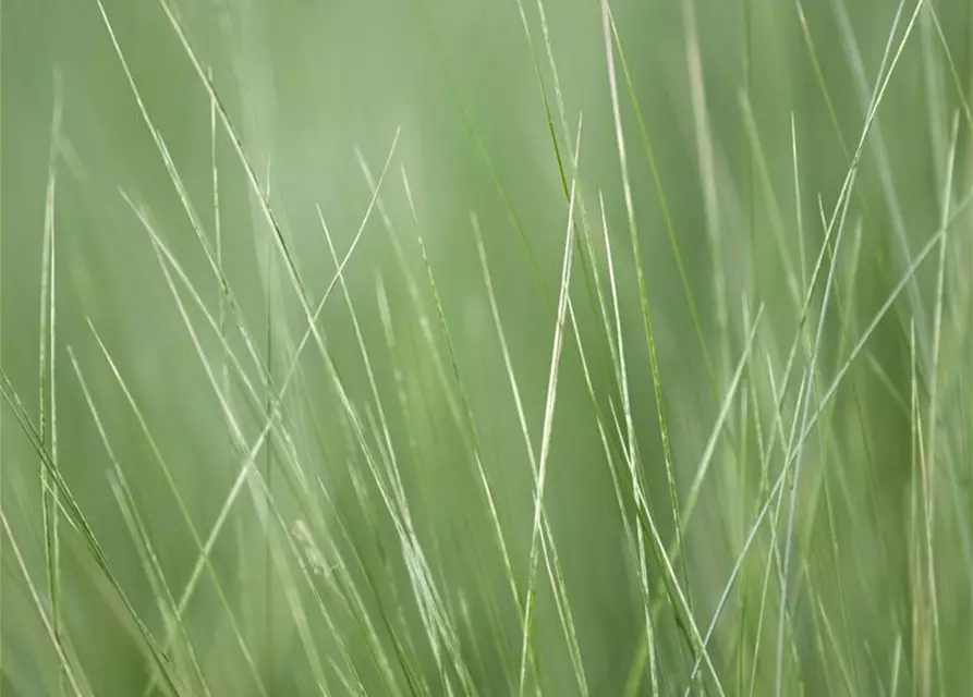 Stipa tenuissima 'Ponytails'