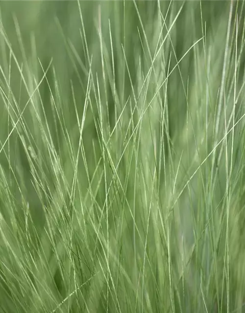 Stipa tenuissima 'Ponytails'