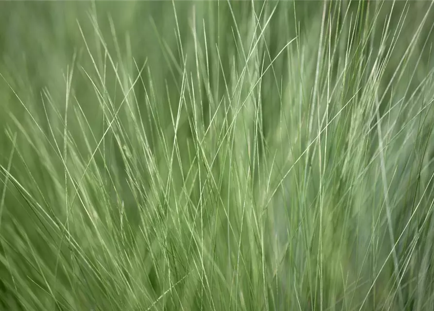 Stipa tenuissima 'Ponytails'