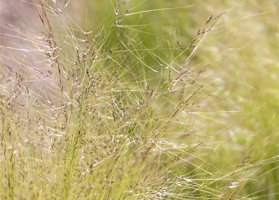 Stipa tenuissima 'Ponytails'