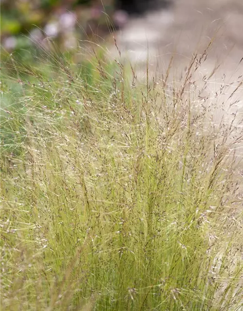 Stipa tenuissima 'Ponytails'