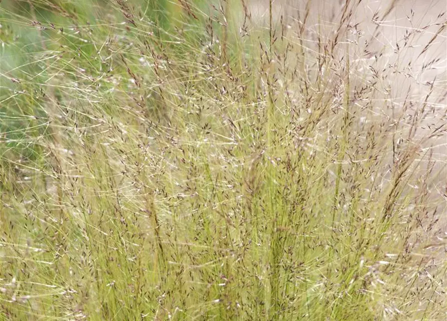 Stipa tenuissima 'Ponytails'