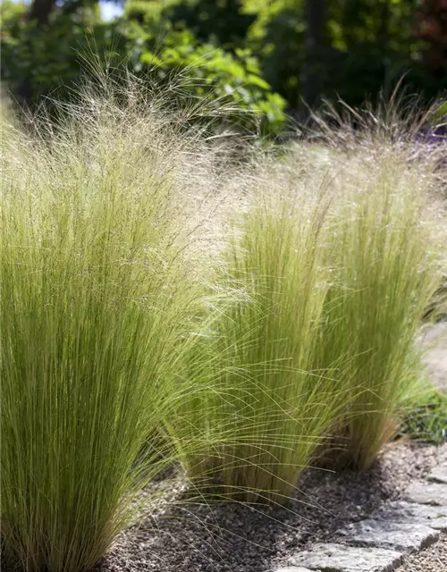 Stipa tenuissima 'Ponytails'