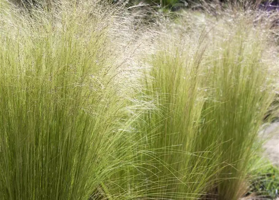 Stipa tenuissima 'Ponytails'