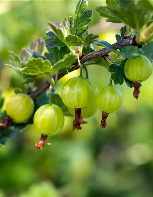 R Ribes uva-crispa 'Mucurines' CAC