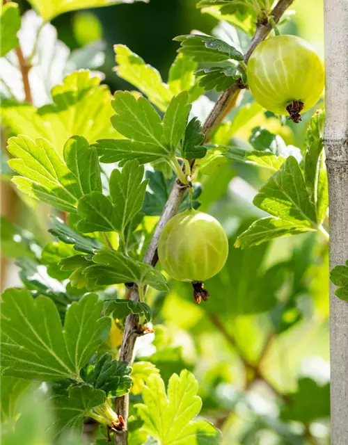 R Ribes uva-crispa 'Mucurines' CAC