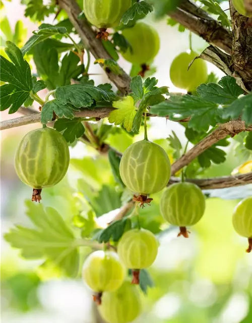 R Ribes uva-crispa 'Mucurines' CAC