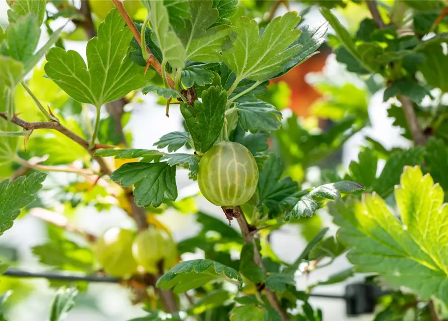 R Ribes uva-crispa 'Mucurines' CAC