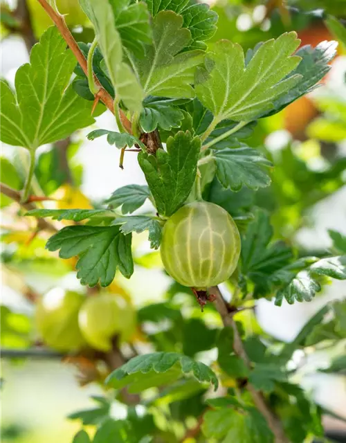 R Ribes uva-crispa 'Mucurines' CAC