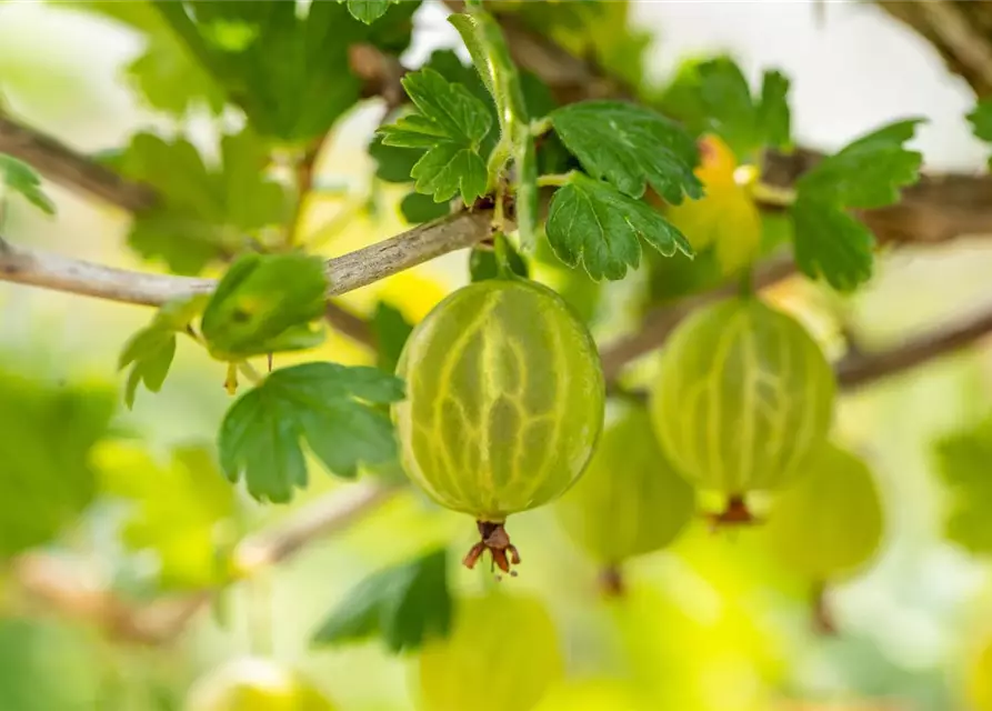 R Ribes uva-crispa 'Mucurines' CAC