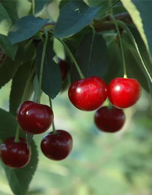 Prunus cerasus 'Morina'® CAC