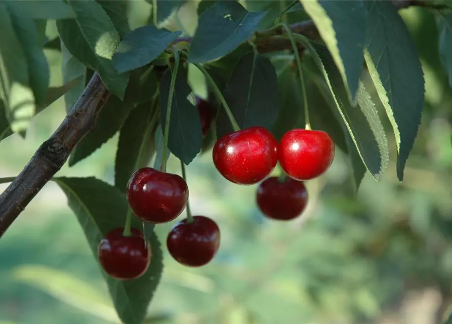 Prunus cerasus 'Morina'® CAC