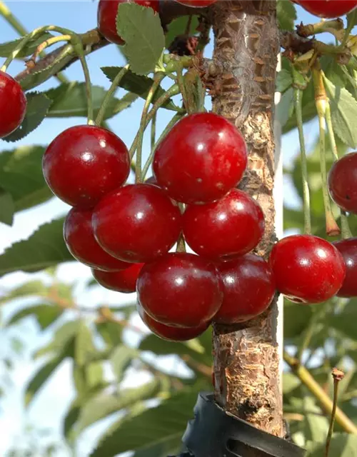 Prunus cerasus 'Morina'® CAC