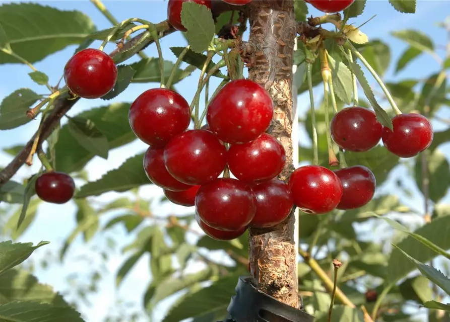 Prunus cerasus 'Morina'® CAC