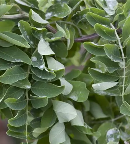 Robinia pseudoacacia 'Twisty Baby'®