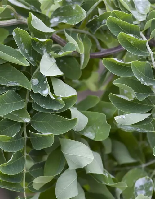 Robinia pseudoacacia 'Twisty Baby'®