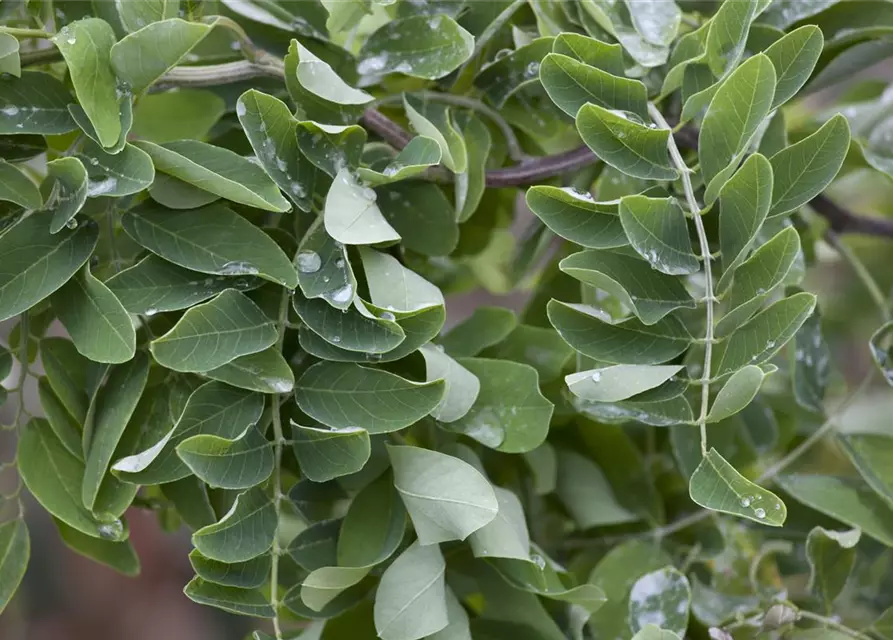 Robinia pseudoacacia 'Twisty Baby'®