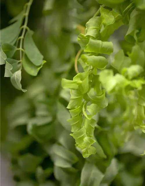 Robinia pseudoacacia 'Twisty Baby'®