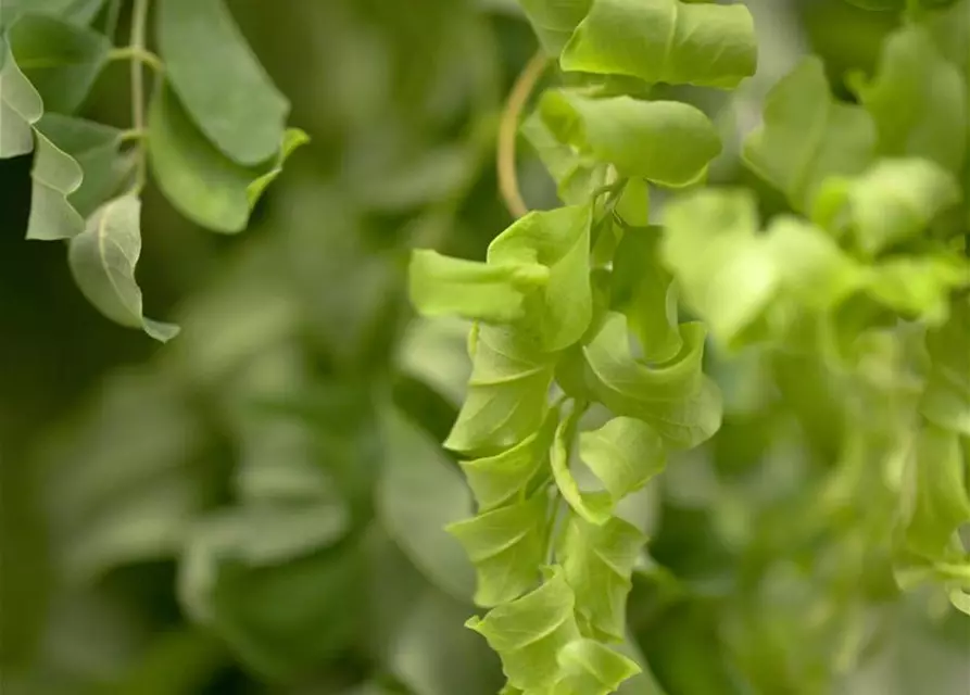 Robinia pseudoacacia 'Twisty Baby'®