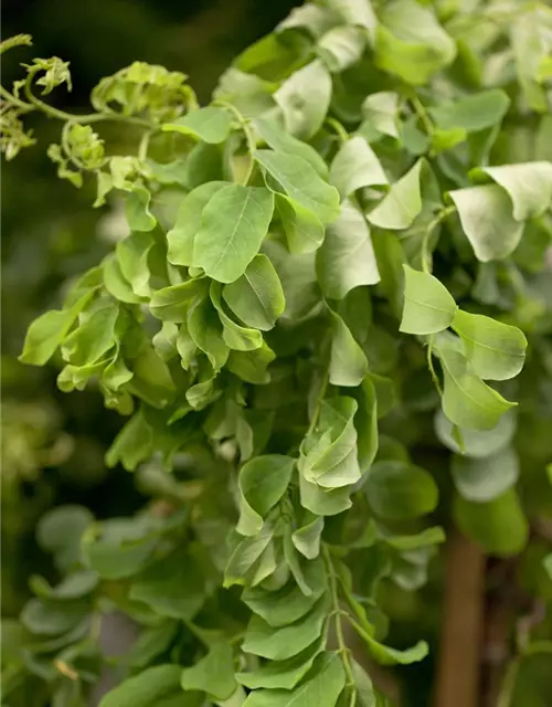 Robinia pseudoacacia 'Twisty Baby'®