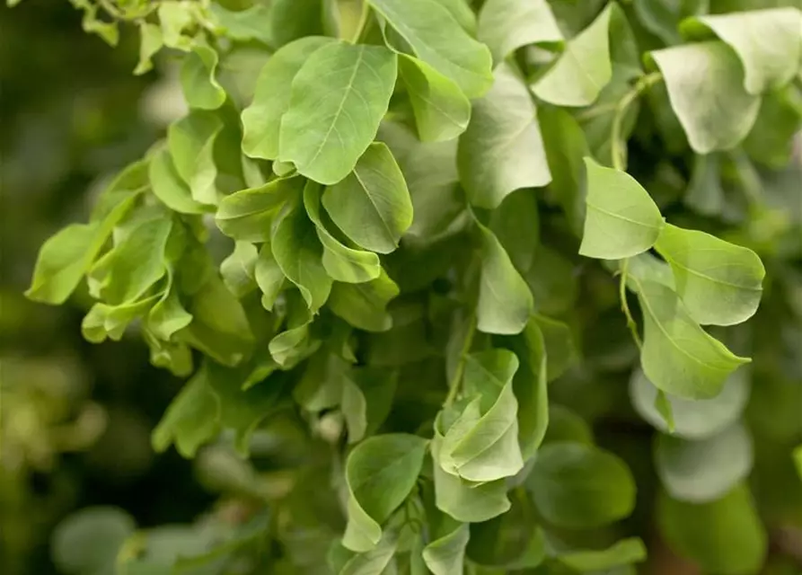 Robinia pseudoacacia 'Twisty Baby'®