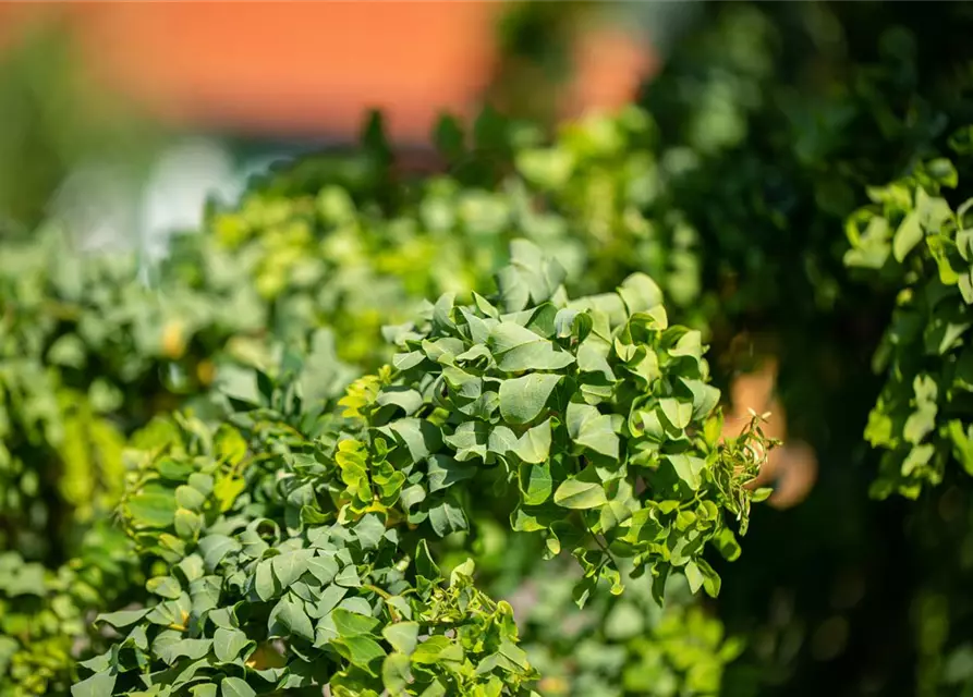 Robinia pseudoacacia 'Twisty Baby'®