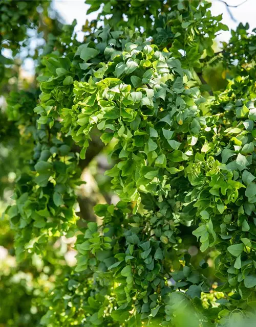 Robinia pseudoacacia 'Twisty Baby'®