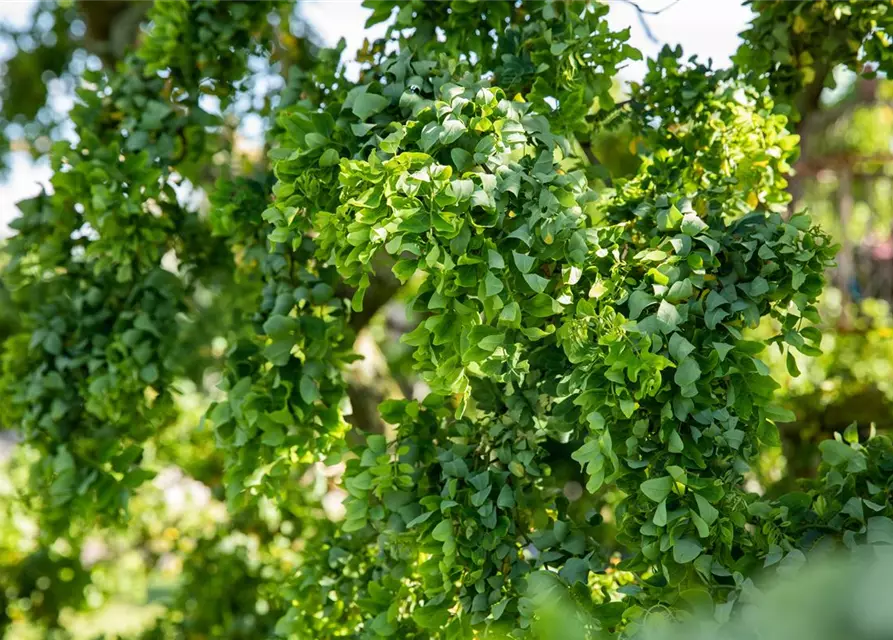 Robinia pseudoacacia 'Twisty Baby'®