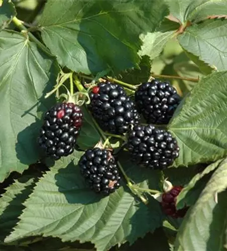 Rubus fruticosus 'Theodor Reimers'