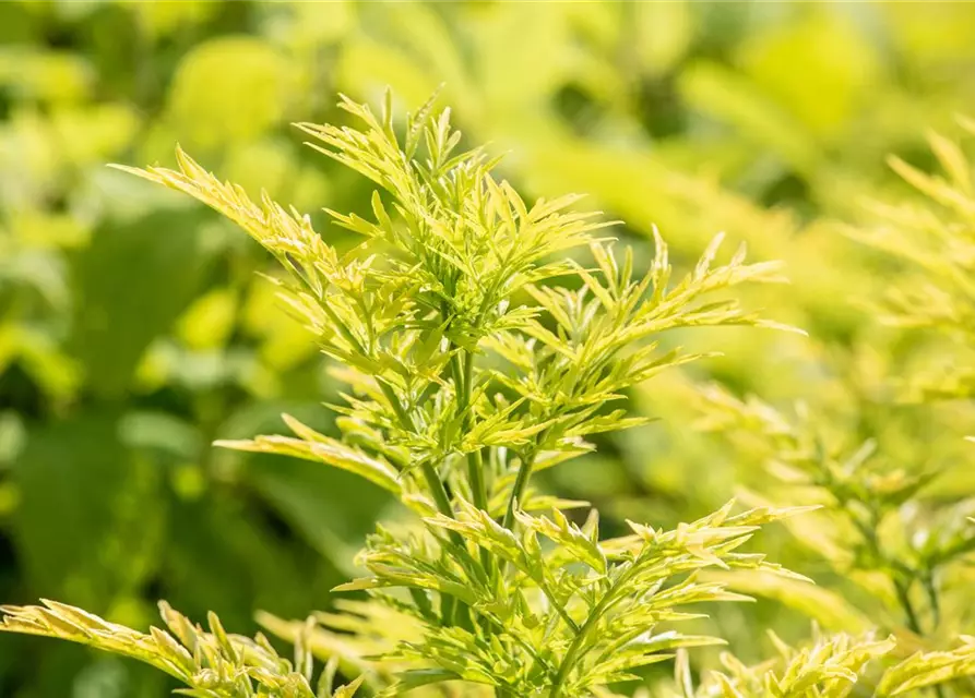 Sambucus nigra 'Golden Tower'®