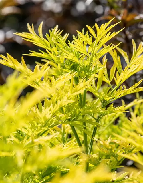 Sambucus nigra 'Golden Tower'®