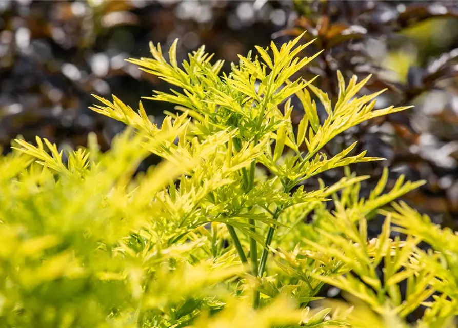 Sambucus nigra 'Golden Tower'®