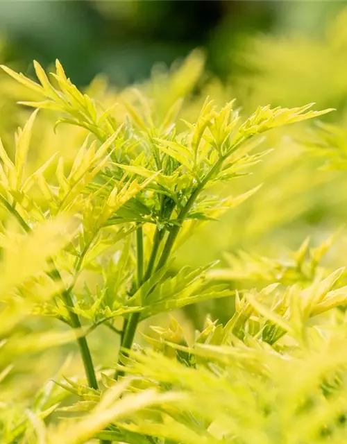 Sambucus nigra 'Golden Tower'®