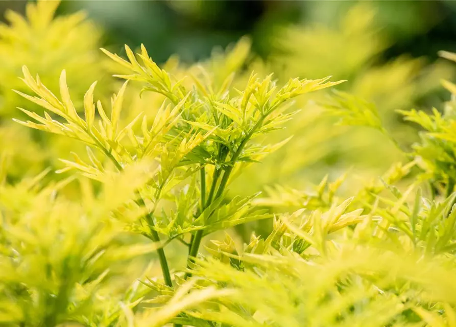 Sambucus nigra 'Golden Tower'®