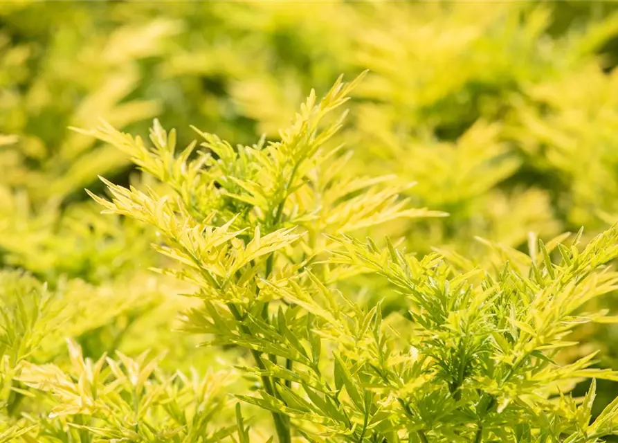 Sambucus nigra 'Golden Tower'®