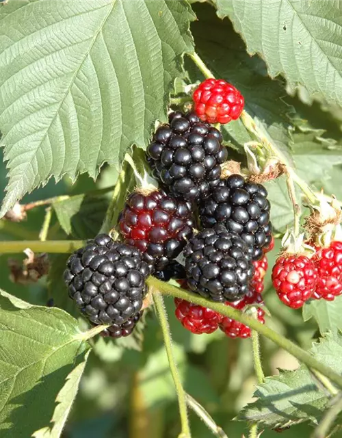 R Rubus fruticosus 'Navaho'®