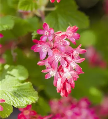 Ribes sanguineum 'King Edward VII'