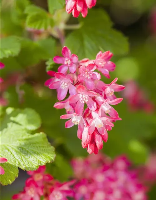 Ribes sanguineum 'King Edward VII'