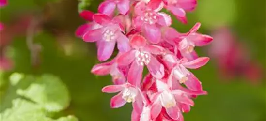 Ribes sanguineum 'King Edward VII'