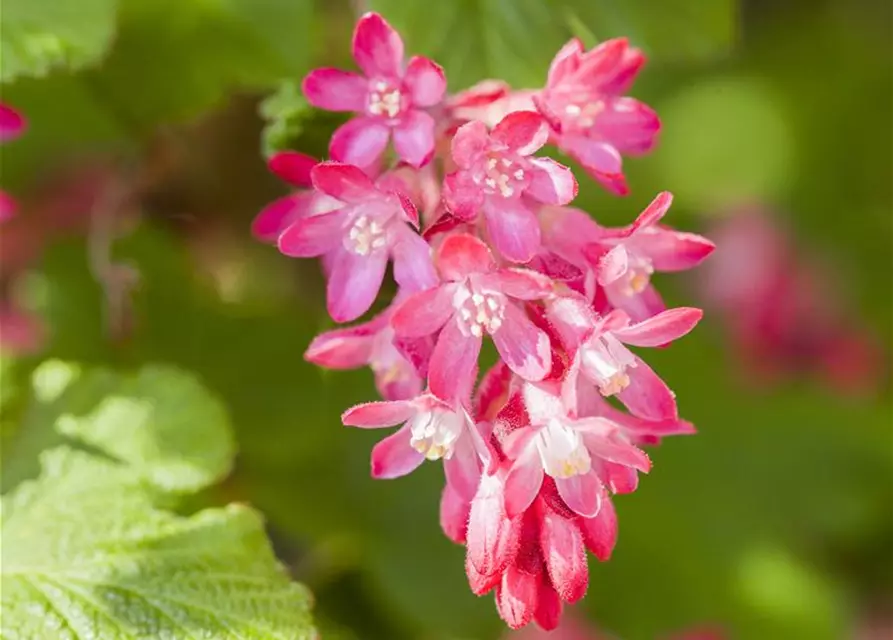 Ribes sanguineum 'King Edward VII'