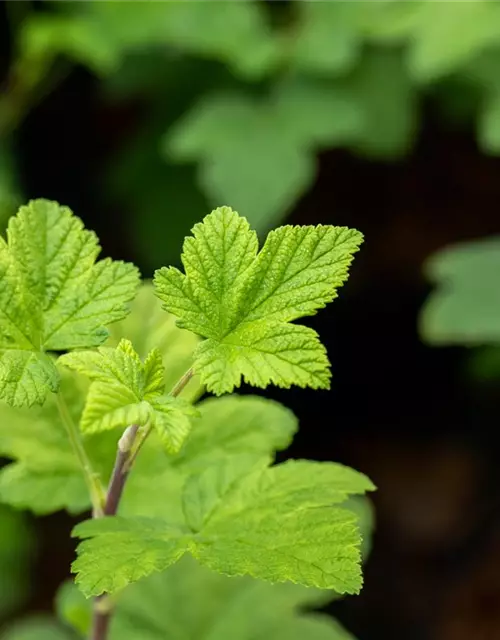 Ribes sanguineum 'King Edward VII'